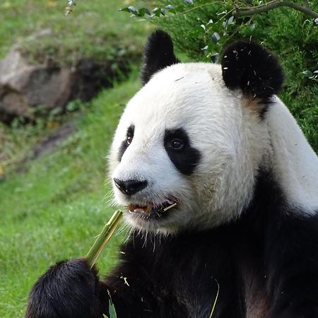 Trainefeuilles - Chambres D'Hotes Proche Zoo De Beauval Le Controis-en-Sologne Exterior foto