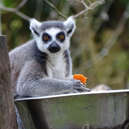 Trainefeuilles - Chambres D'Hotes Proche Zoo De Beauval Le Controis-en-Sologne Exterior foto