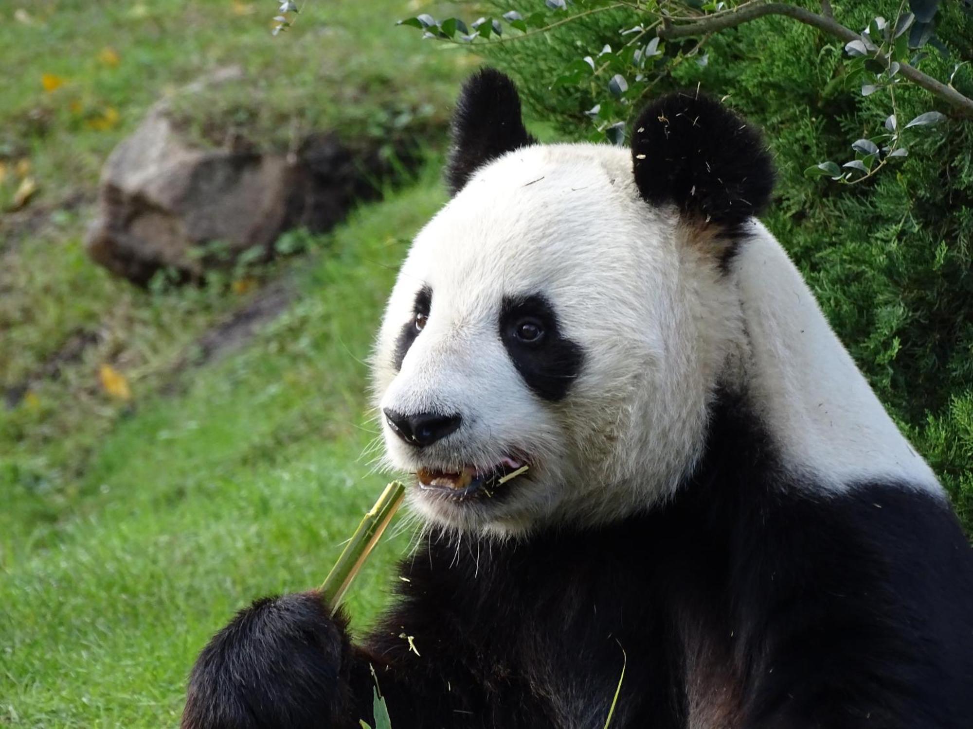 Trainefeuilles - Chambres D'Hotes Proche Zoo De Beauval Le Controis-en-Sologne Exterior foto