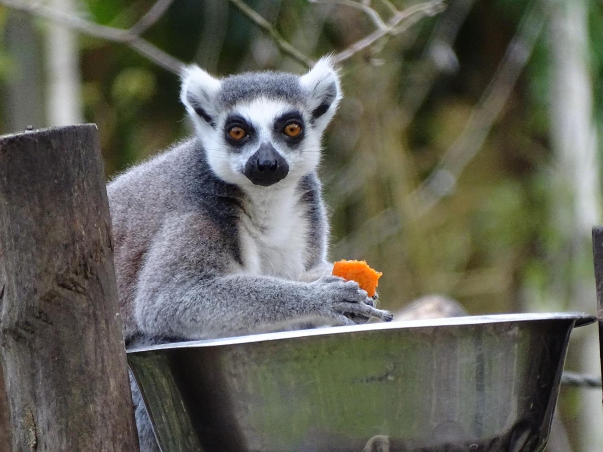 Trainefeuilles - Chambres D'Hotes Proche Zoo De Beauval Le Controis-en-Sologne Exterior foto