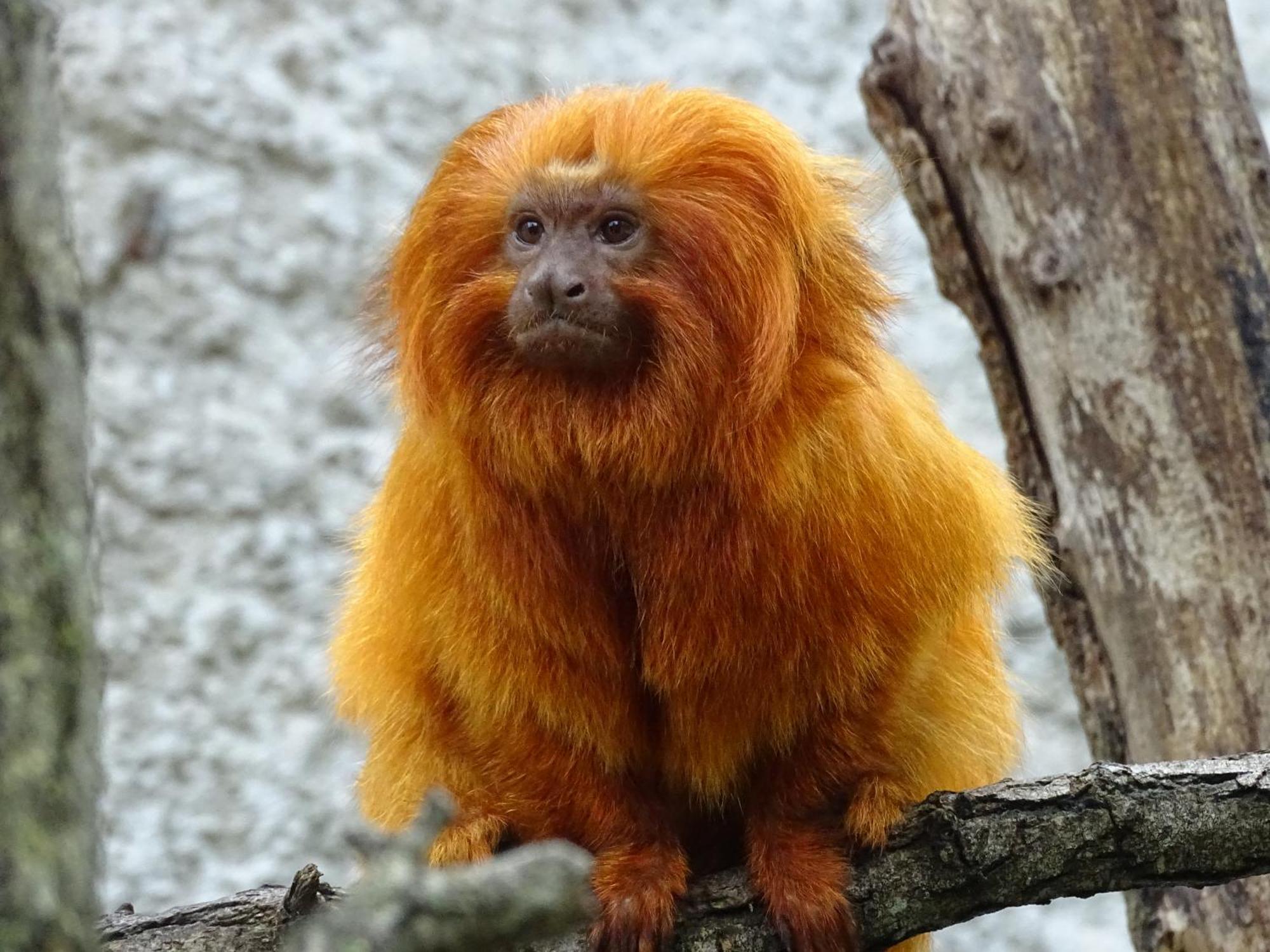 Trainefeuilles - Chambres D'Hotes Proche Zoo De Beauval Le Controis-en-Sologne Exterior foto