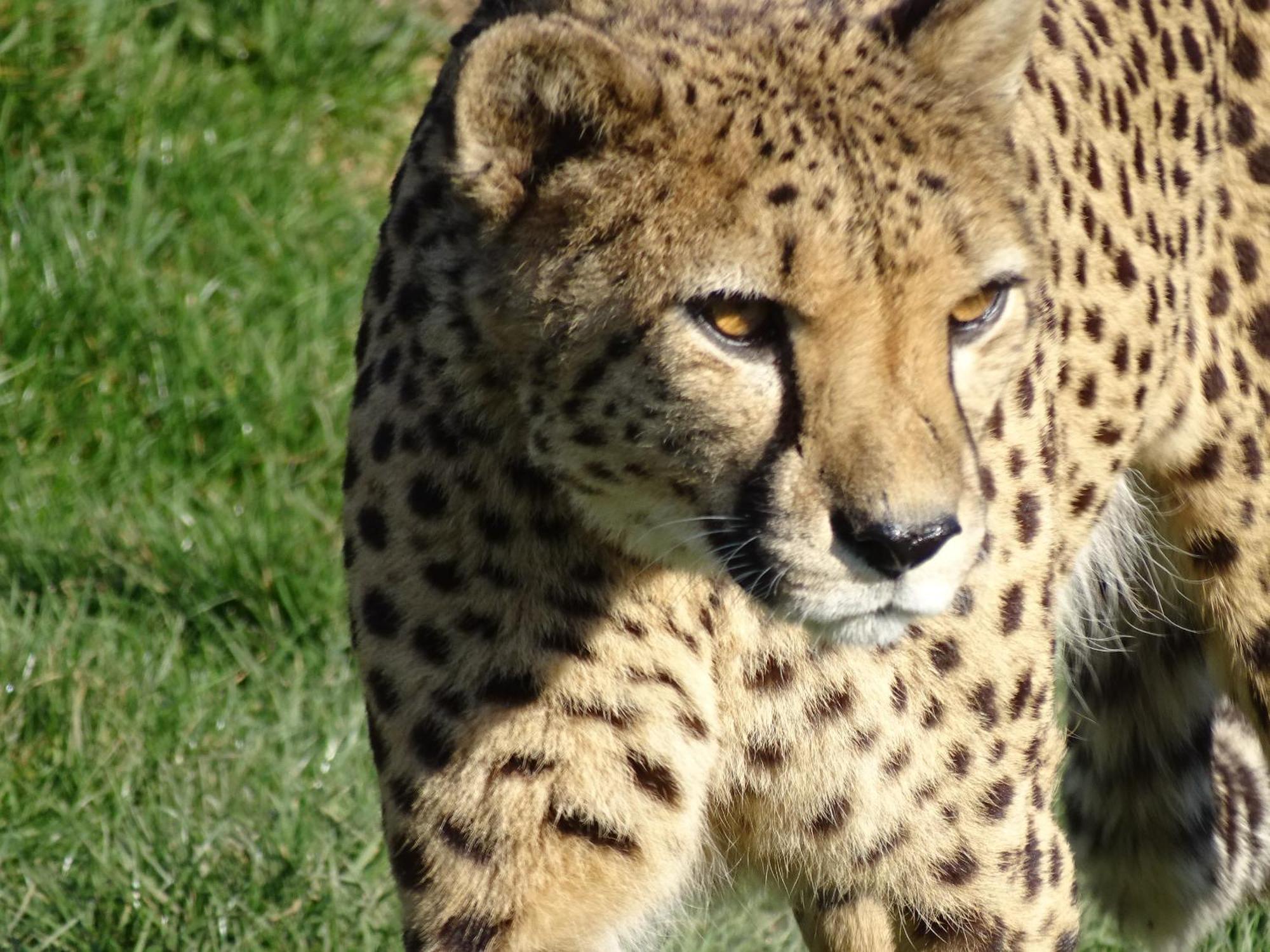 Trainefeuilles - Chambres D'Hotes Proche Zoo De Beauval Le Controis-en-Sologne Exterior foto